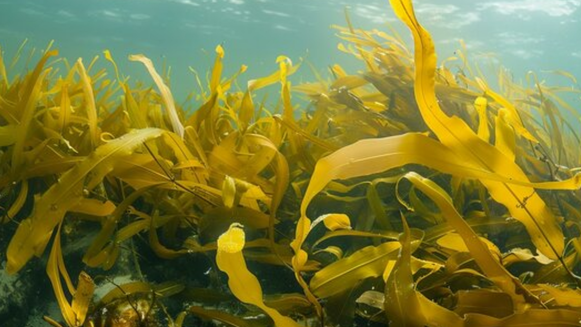 Underwater view of kelp seaweed swaying in the ocean.