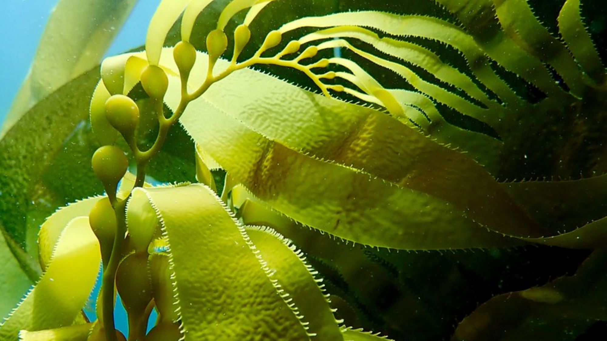 Close-up of green seaweed with detailed texture.