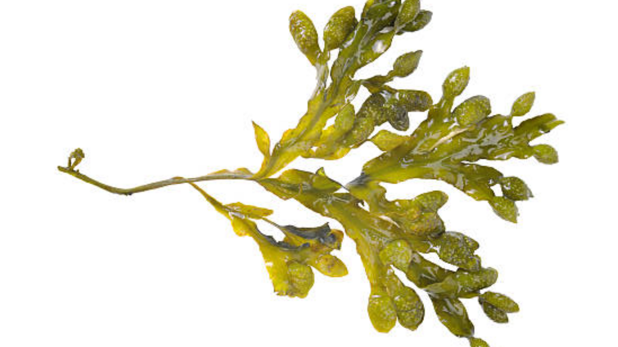 Seaweed on a white background